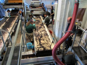 Destemming Machine 1